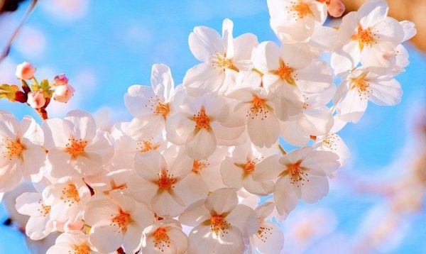 漬け魚で美味しく。お花見に参考にしたいお弁当！