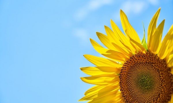 うなぎだけじゃない！土用の丑の日で食べられる魚