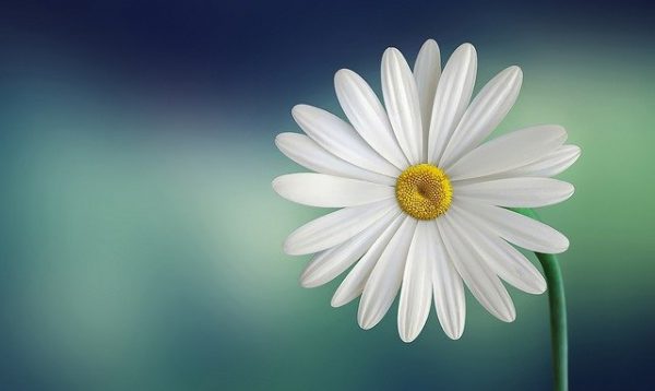 紀寿のお祝いに絶対おすすめしたい食べ物とは？